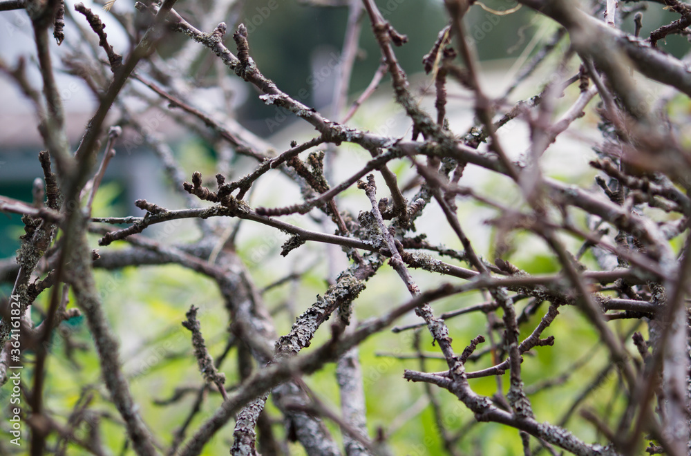 old dry branches close view old dry branches close view