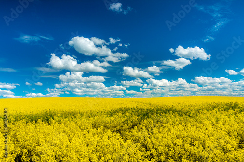 Fototapeta Naklejka Na Ścianę i Meble -  Countryside meadow. Rural landscape with yellow blossom rapeseed oil field against colourful blue sky at sunny spring time. Beautiful clouds on vibrant sky.