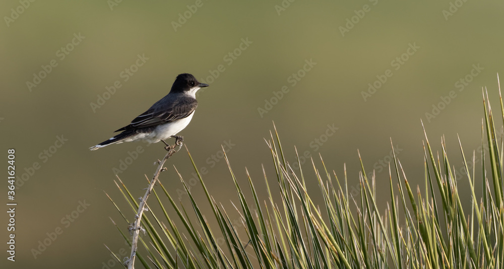 An eastern kingbird perches on a branch in Wyoming An eastern kingbird perches on a branch in Wyoming