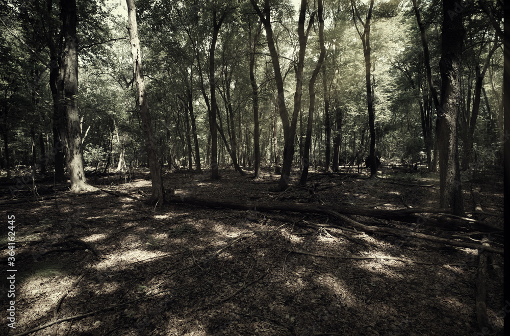 Fototapeta premium path in the forest