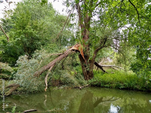 A tree that has split with a fallen branch across a river.