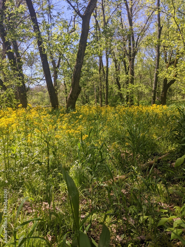 Fototapeta premium spring in the forest