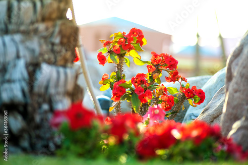 Close up of a big trunk of old palm tree growing on green grass lawn with red flowers around.