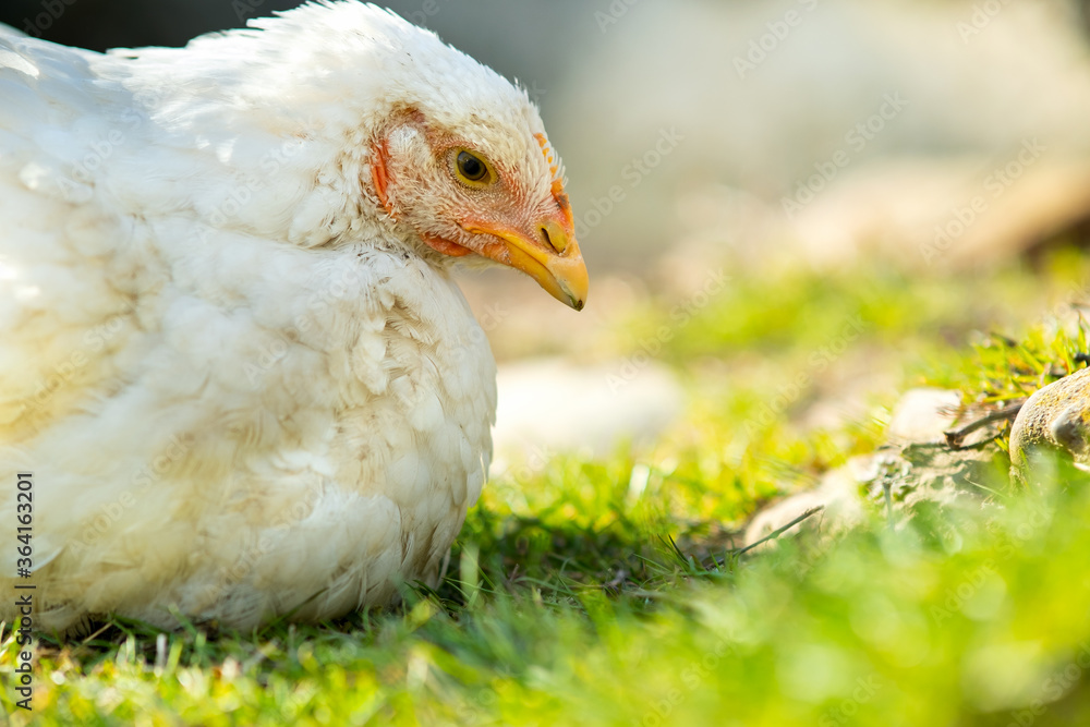 Hen feed on traditional rural barnyard. Close up of white chicken sitting on barn yard with green grass. Free range poultry farming concept.