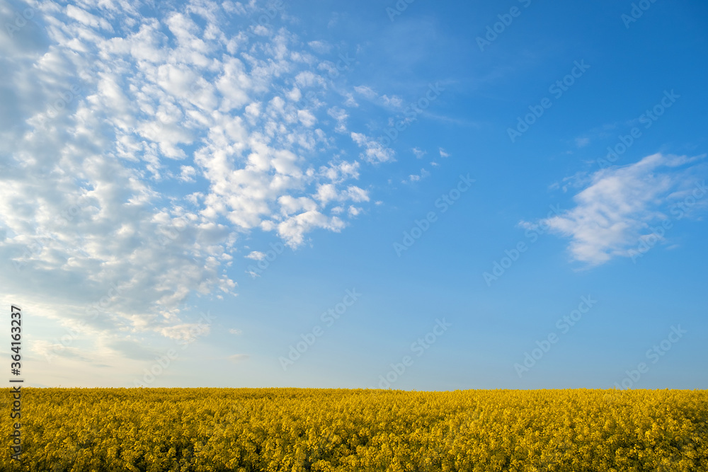Fototapeta premium Landscape with blooming yellow rapeseed agricultural field and blue clear sky in spring.