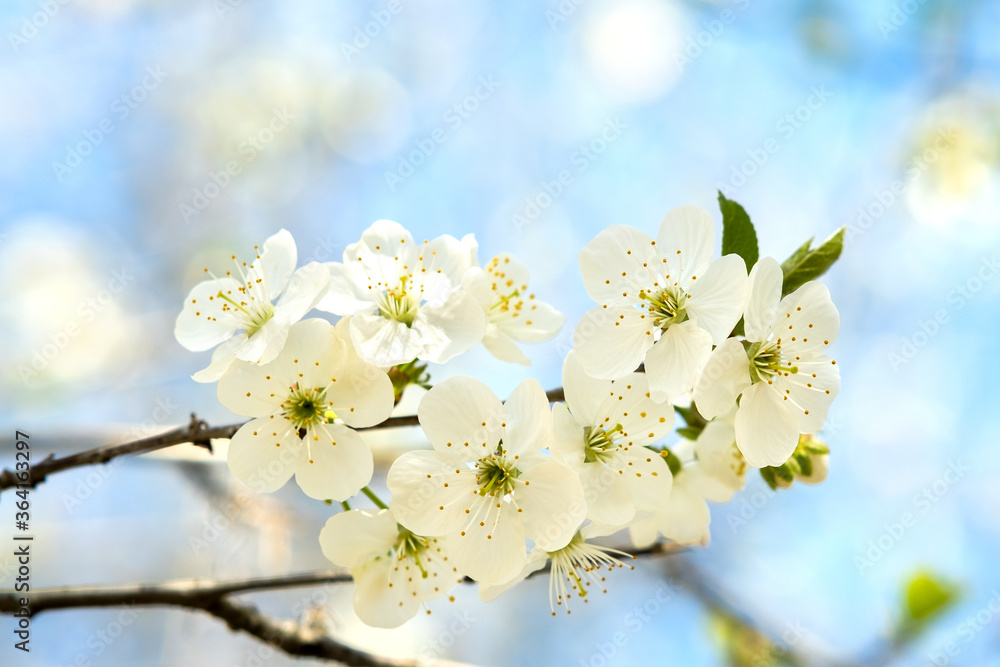 Close up of fresh white blooming flowers on a tree branches with blurred blue sky background in early spring. Close up of fresh white blooming flowers on a tree branches with blurred blue sky background in early spring.