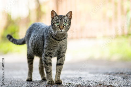 Cute gray striped cat standing outdoors on summer street.