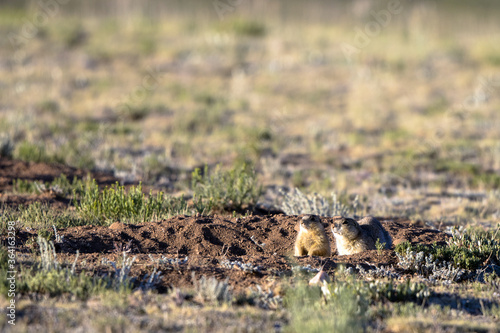 Two Gunnison   s Prairie Dogs at their burrow in early morning light in summer in the Sangre de Cristo Mountains of New Mexico