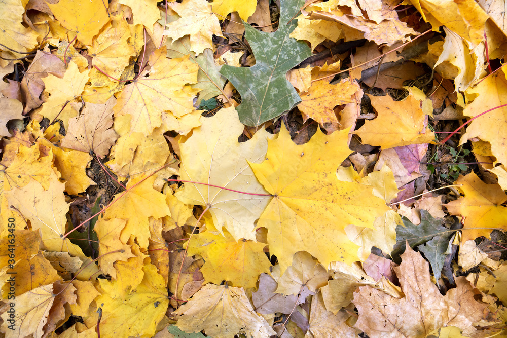 Close up of many fallen yellow leaves covering the ground in autumn park. Close up of many fallen yellow leaves covering the ground in autumn park.