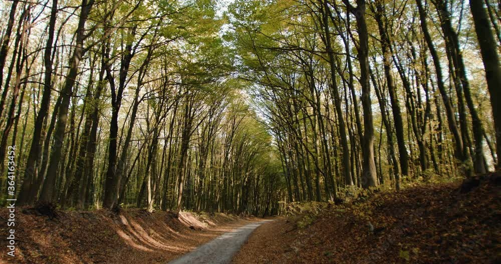 Beautiful landscape of a forest with tree tunnel over a path Beautiful landscape of a forest with tree tunnel over a path