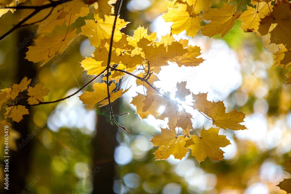 Perspective up view of autumn forest with bright orange and yellow leaves. Dense woods with thick canopies in sunny fall weather. Perspective up view of autumn forest with bright orange and yellow leaves. Dense woods with thick canopies in sunny fall weather.