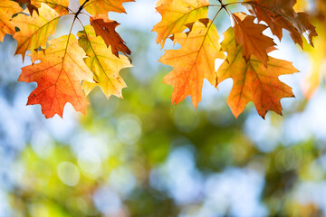 Close up of bright yellow and red maple leaves on fall tree branches with vibrant blurred background in autumn park.