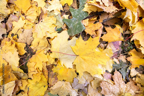 Close up of many fallen yellow leaves covering the ground in autumn park.