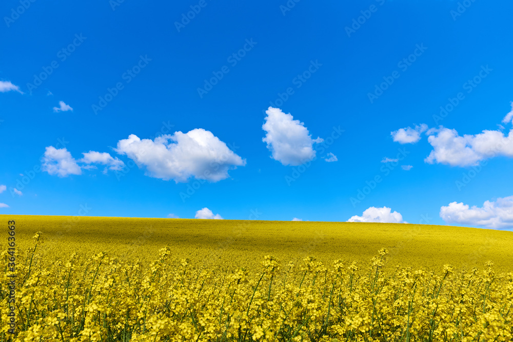 Rape flower field agains deep blue sky. Spring landscape, vivid blue and yellow colors for backgrounds