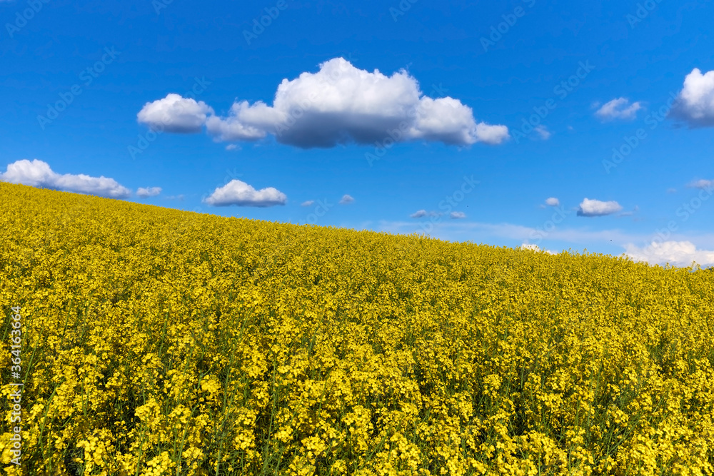 Rape flower field agains deep blue sky. Spring landscape, vivid blue and yellow colors for backgrounds