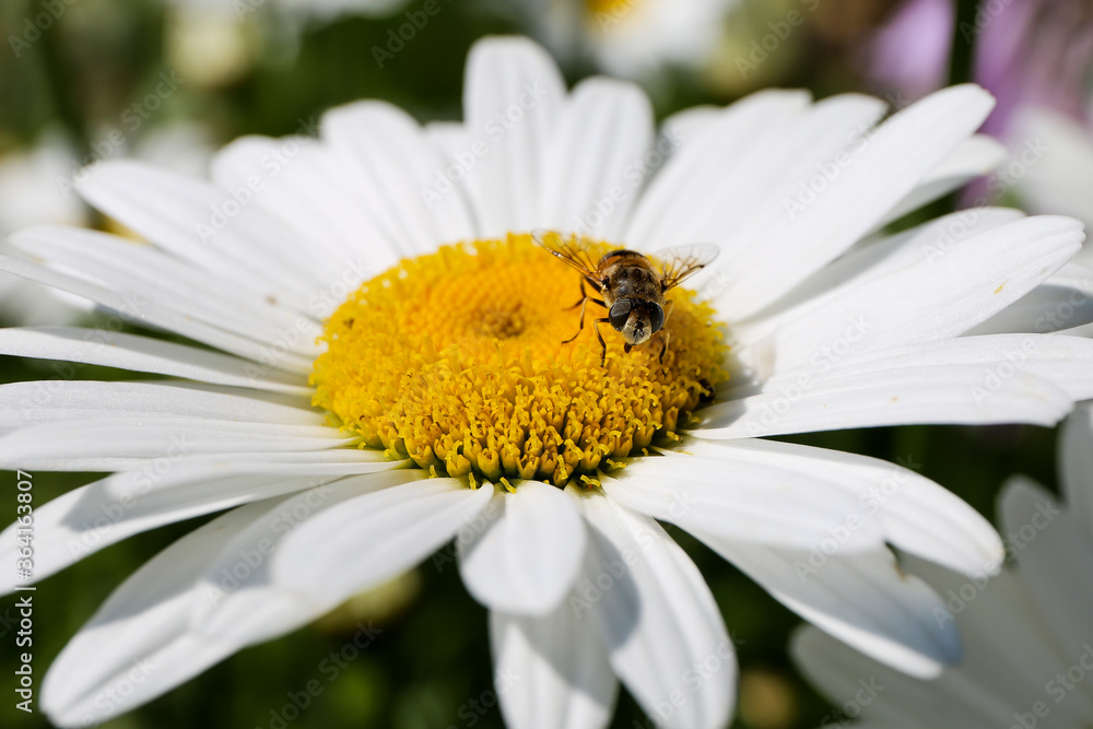 Obraz premium Daisy hover fly