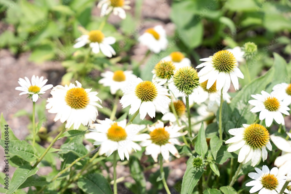 daisies in a field roof top garden