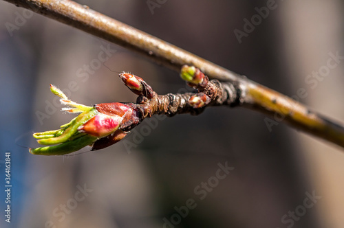 A closeup of a tree branch with a bud signals spring.