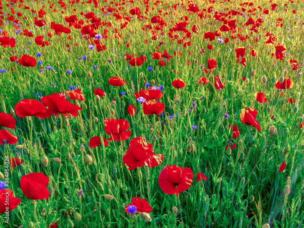 Fototapeta premium Naturnahe Wiese mit roten Mohnblumen
