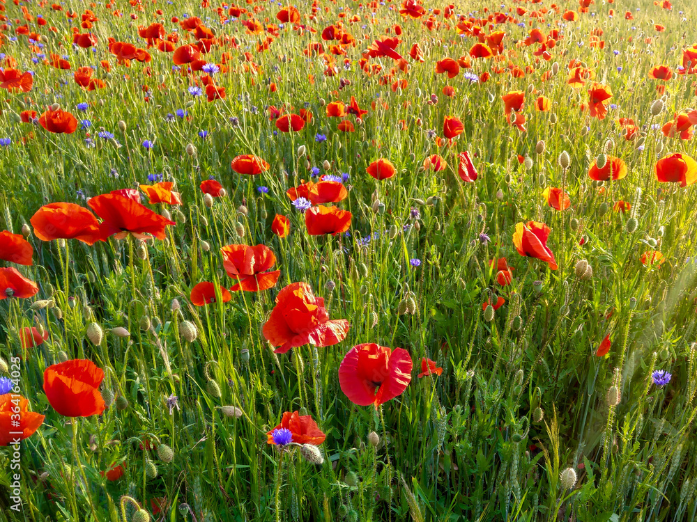 Fototapeta premium Naturnahe Wiese mit roten Mohnblumen