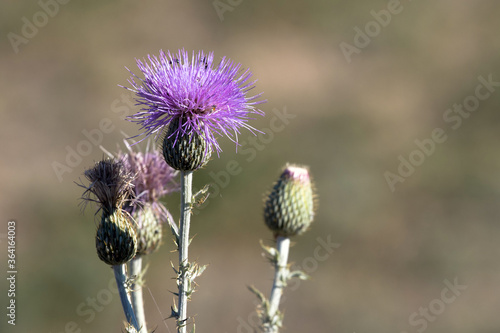 Beneficial native Thistle flowers in summer in the Sangre de Cristo Mountains of New Mexico