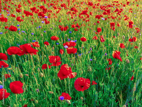 Naturnahe Wiese mit roten Mohnblumen