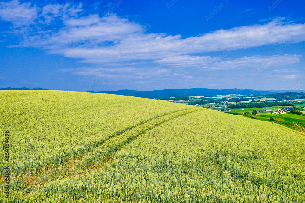 Fototapeta premium 麦畑と青空