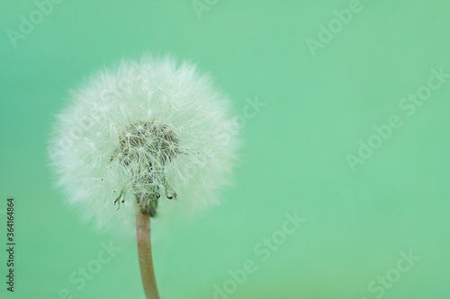 Dandelion flower on a green background in the summer season.