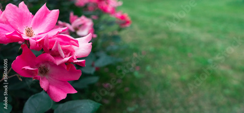 Beautiful, delicate pink romantic rose.  Bright rose flower in a garden. macro photo