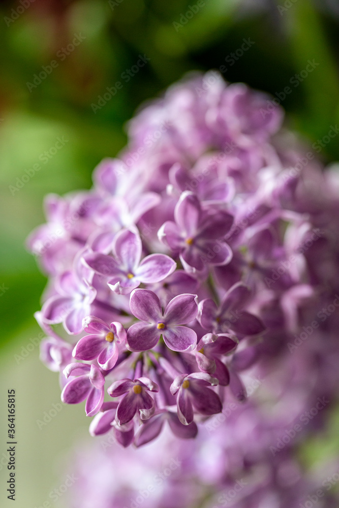 Bunter Blumenstrauss - Fruehsommer Bunter Blumenstrauss - Fruehsommer