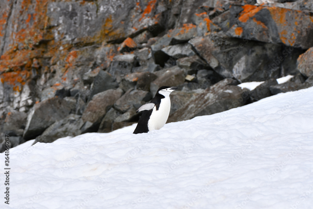 Chinstrap penguin at Half Moon Island, Antarctica Chinstrap penguin at Half Moon Island, Antarctica