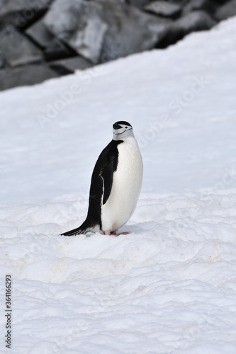 Chinstrap penguin at Half Moon Island  Antarctica