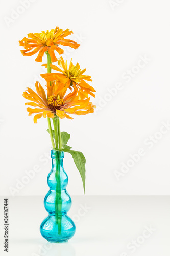 Fresh cut orange zinnia flowers in blue vase with copy space photo