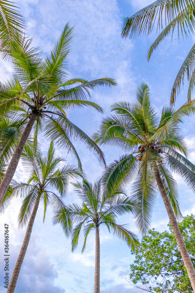 Palm trees in Costa Rica