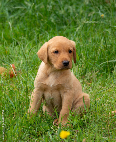 Small Labrador retriever puppy sitting in the garden.