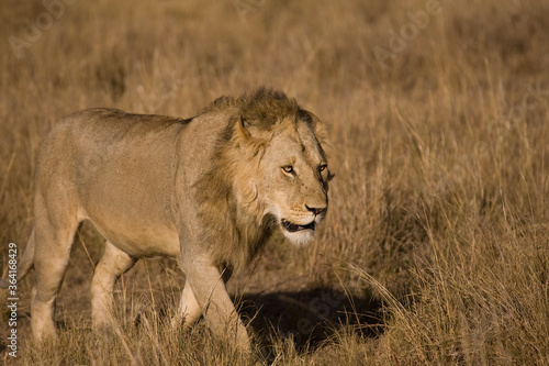 Lions in kenya Africa