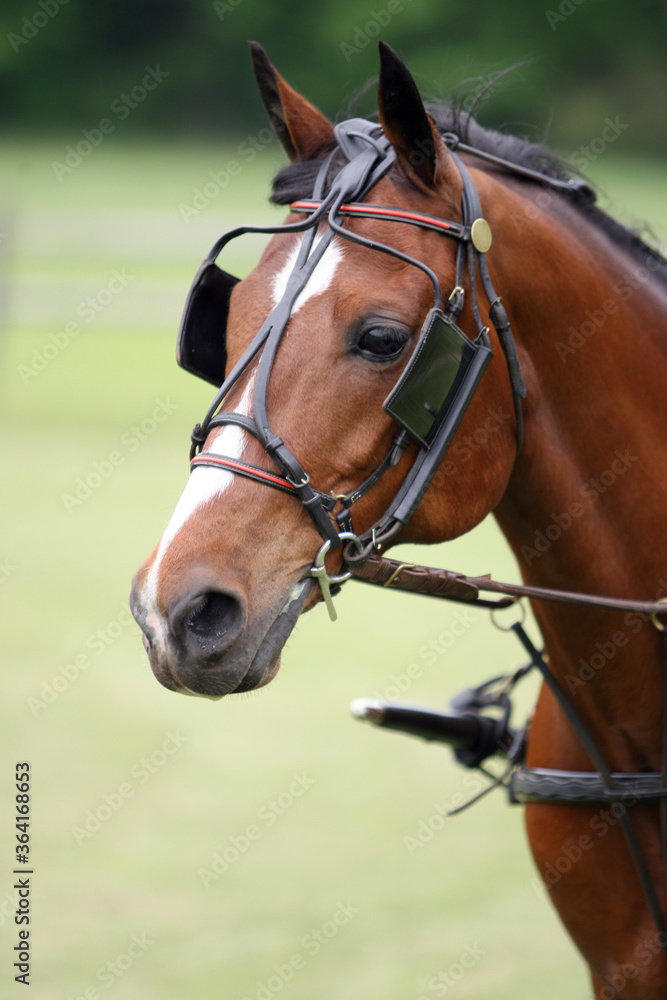 Horses at a local western horse shpow