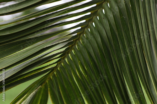 palm tree leaves