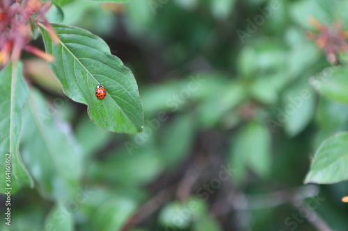 ladybug on leaf