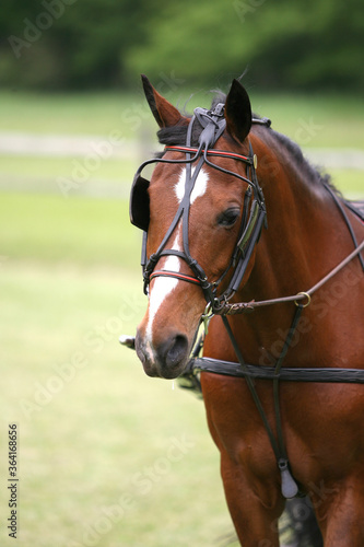 Horses at a local western horse shpow