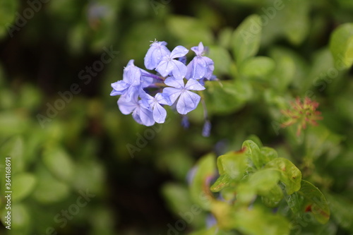 forget me not flowers