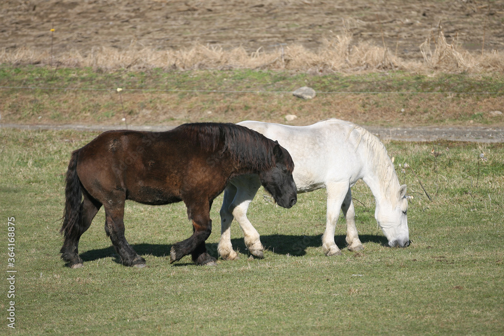 Fototapeta premium Draft horses in a pasture