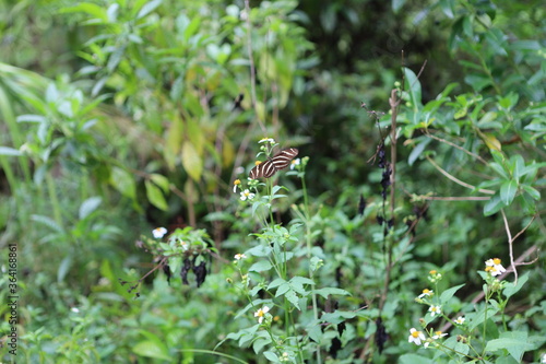 butterfly on a green leaf