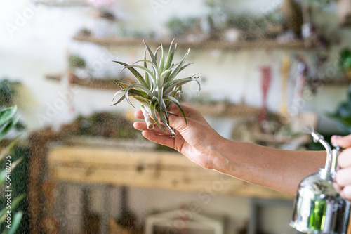 Close up of woman florist in overalls, holding in her wet hand and spraying air plant tillandsia at garden home/greenhouse, taking care of houseplants. Indoor gardening.  photo