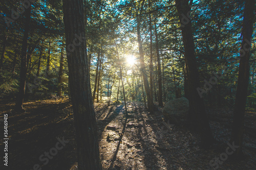 Sun Peaking Through Forest on a Hike