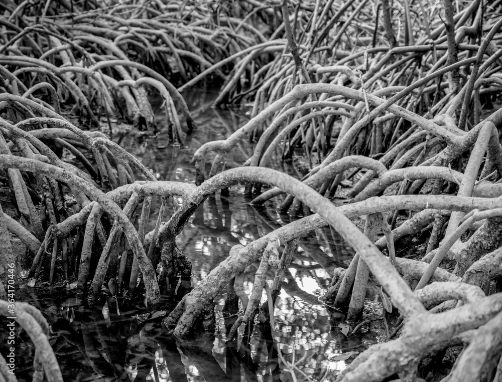 Mangrove Roots Black and White Mangrove Roots Black and White