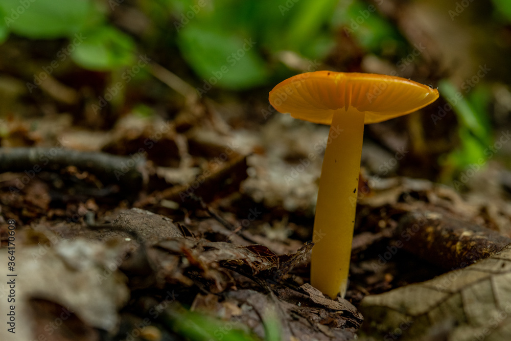 Orange Mushroom On Forest Floor Orange Mushroom On Forest Floor