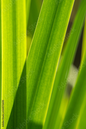 background texture of long, broad green grasses back-lit by the sun