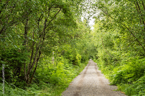 gravel trail in the park surrounded green dense bushes and tall trees filled with leaves