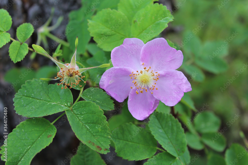 Prickly wild rose bloom at Delta Junction, Alaska Prickly wild rose bloom at Delta Junction, Alaska